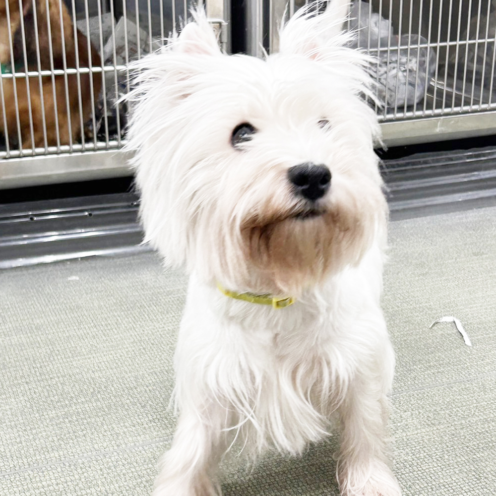 生徒が撮影したモデル犬♪